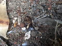 Homoeogamia mexicana