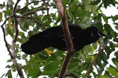 Corvus leucognaphalus