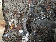 Homoeogamia mexicana