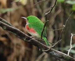 Todus angustirostris