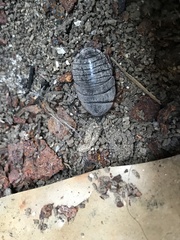 Homoeogamia mexicana