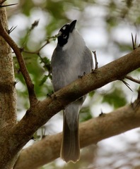 Phaenicophilus palmarum