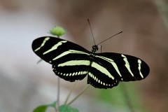 Heliconius charithonia churchi