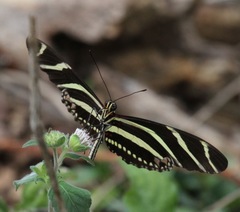 Heliconius charithonia churchi