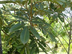 Cossinia pinnata