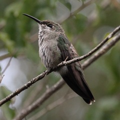 Anthracothorax dominicus