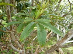 Cossinia pinnata