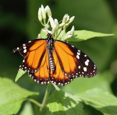 Danaus cleophile