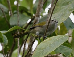 Microligea palustris