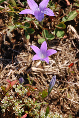 Campanula spatulata