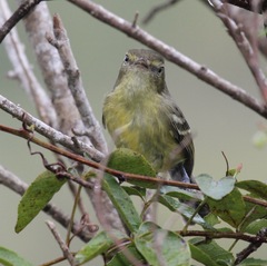 Vireo nanus