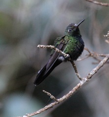 Riccordia swainsonii