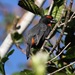 Hispaniolan Bullfinch - Photo (c) Gaell Mainguy, some rights reserved (CC BY-NC-ND), uploaded by Gaell Mainguy