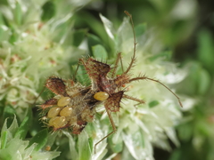 Phyllomorpha laciniata