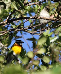 Spindalis dominicensis