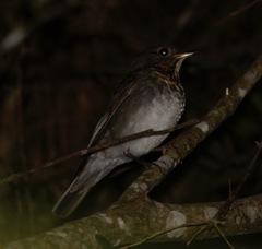 Catharus bicknelli