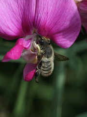 Megachile maritima