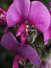 Megachile maritima