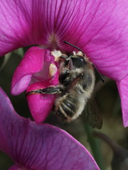 Megachile maritima