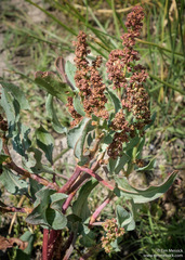 Rumex lacustris