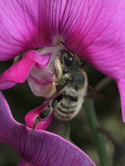 Megachile maritima