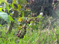 Rubus glaucus