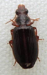 Plochionus timidus
