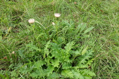 Cirsium × rigens
