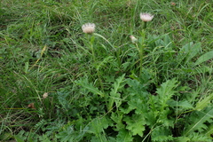 Cirsium × rigens