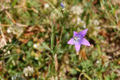 Campanula spatulata