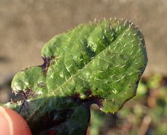 Hypochaeris radicata