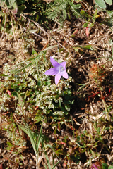 Campanula spatulata