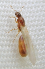 Solenopsis molesta