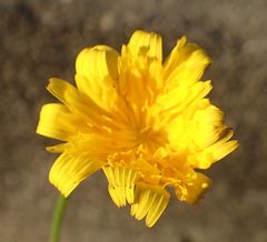 Hypochaeris radicata