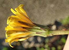 Hypochaeris radicata