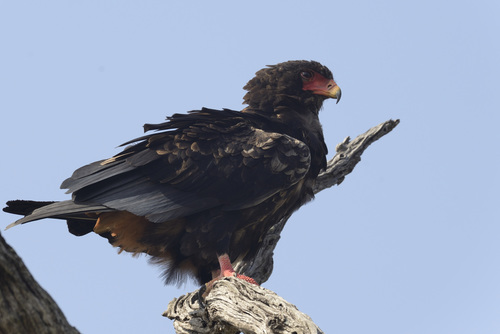 Bateleur