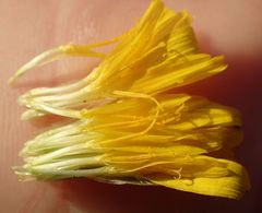 Hypochaeris radicata