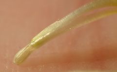 Hypochaeris radicata