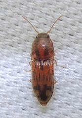 Conoderus bellus