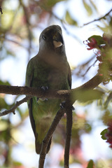 Poicephalus cryptoxanthus