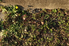 Hypochaeris radicata