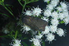 Euxoa velleripennis