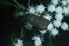 Euxoa velleripennis