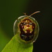 金斑龜金花蟲 - Photo 由 portioid 所上傳的 (c) portioid，保留部份權利CC BY-SA