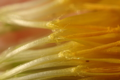 Hypochaeris radicata