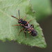 Variable Nomad Bee - Photo (c) Philip Mark Osso, some rights reserved (CC BY-NC), uploaded by Philip Mark Osso