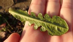 Hypochaeris radicata