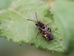 Nomada zonata