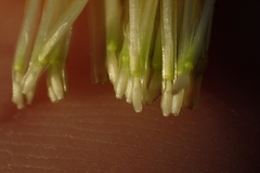 Hypochaeris radicata