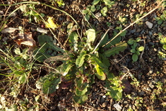 Hypochaeris radicata